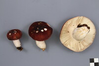 Russula brunneola image